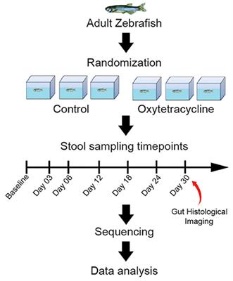 Longitudinal analysis of exposure to a low concentration of oxytetracycline on the zebrafish gut microbiome